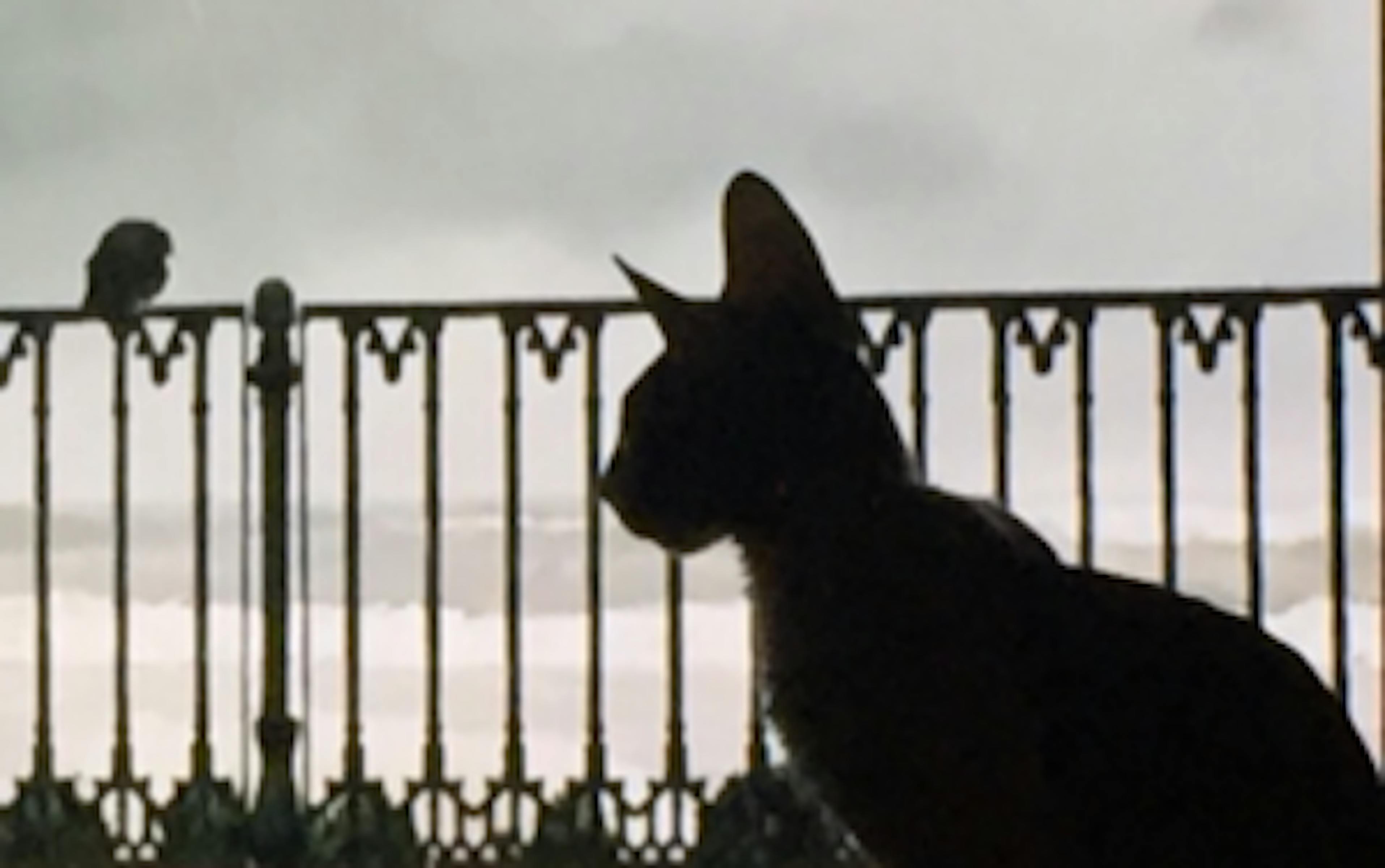 Vu sur Twitter : un chat non cinéphile est méga fan de 24 frames, le dernier film d’Abbas Kiarostami 1 zdkyymuwytutmmq1ny00m2i1lwjmytatnwi0nzg2zdgynza3 chat une