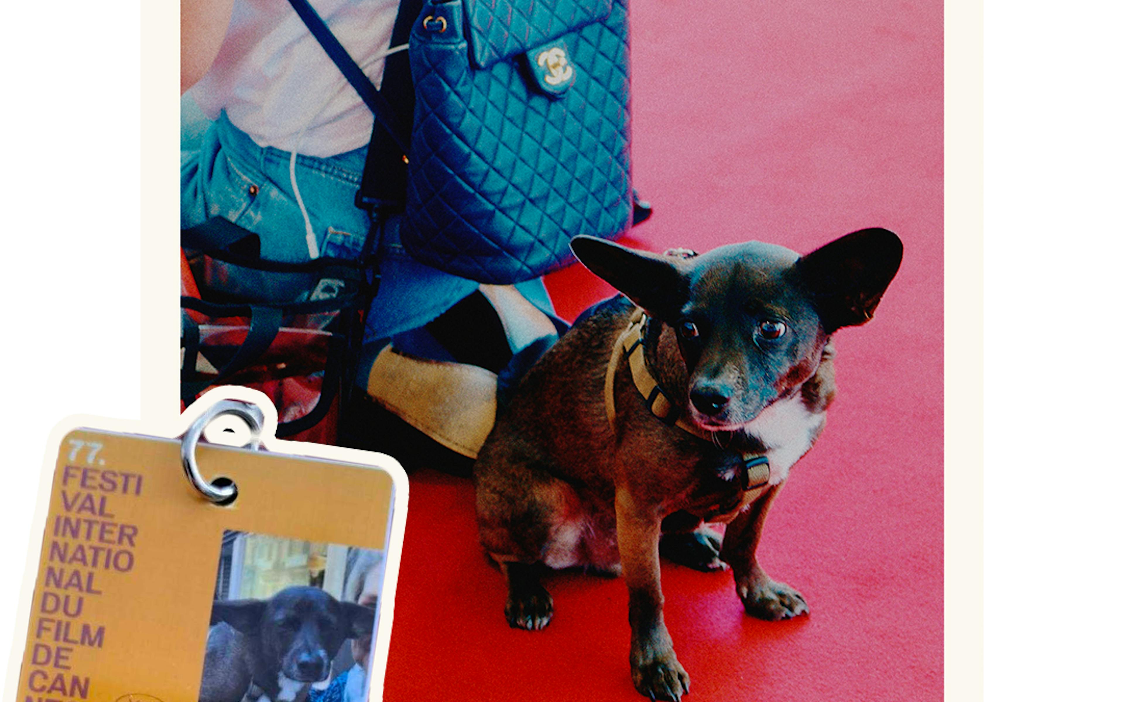 Festival de Cannes 2024 : tous nos articles ! 1