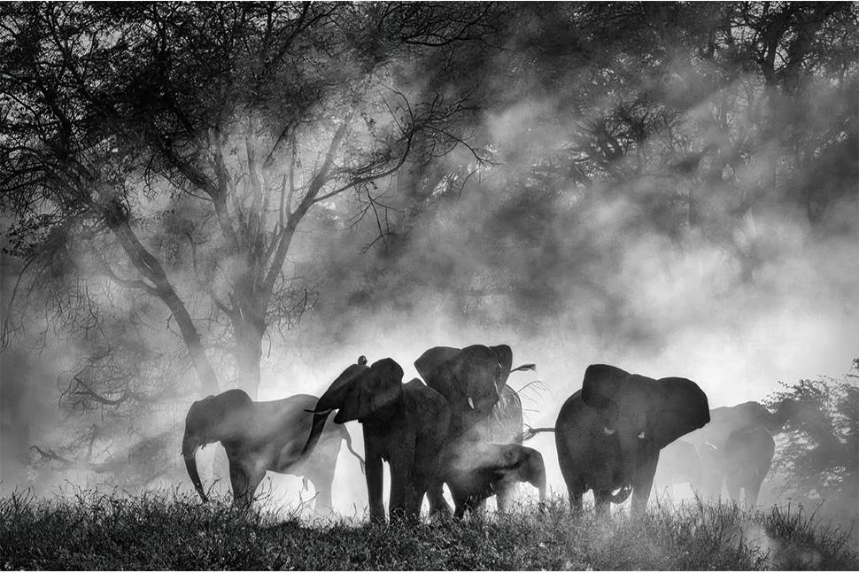 Vu à la Mostra de Venise 2025 : l'infatigable aventurier Werner Herzog est de retour avec "Ghost Elephants" 1 ghost elephants