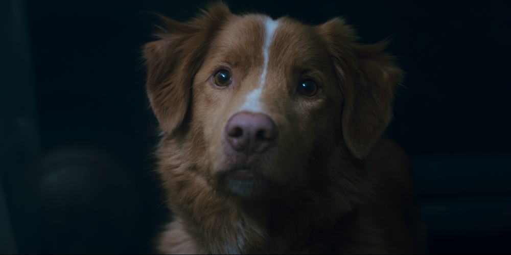 Good Boy