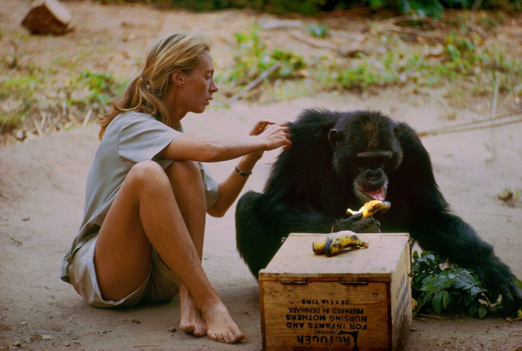 Jane Goodall dans Jane de Brett Morgen (2017)