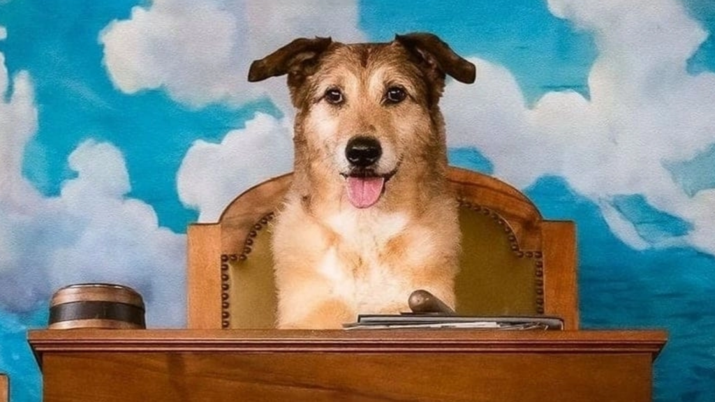 Nos 30 chiens préférés au cinéma 13 cosmos