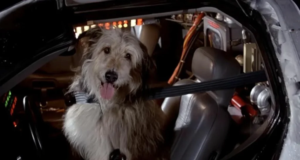 Nos 30 chiens préférés au cinéma 18 einstein