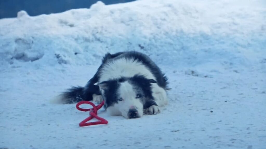 Nos 30 chiens préférés au cinéma 14 snoop