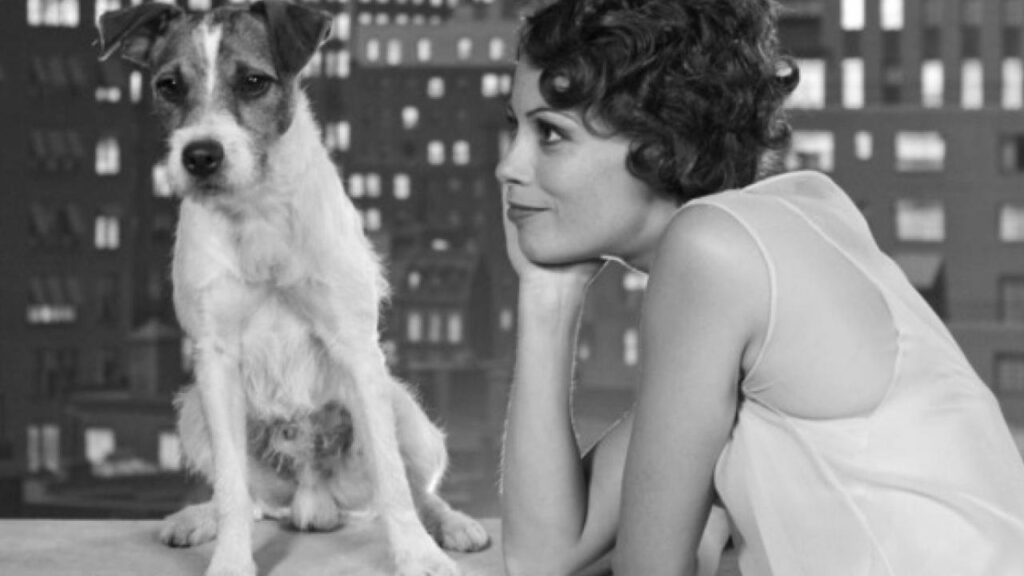Nos 30 chiens préférés au cinéma 27 uggie